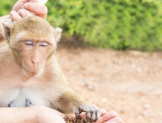 Wildlife Friends Taiwan in Taichung