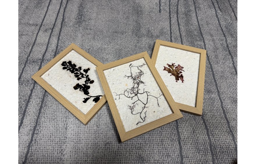 【Seaweed Art Experience】Artisanal Paper & Seaweed Specimen Workshop for Family